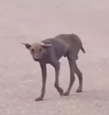 Part2 Animals Rescue #dogrescue #rescuedog #dogsofttiktok #foryoupage #foryou #dogs