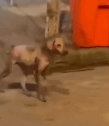 Part2 Animals Rescue #dogrescue #rescuedog #dogsofttiktok #foryoupage #foryou #dogs