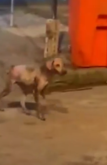 Part2 Animals Rescue #dogrescue #rescuedog #dogsofttiktok #foryoupage #foryou #dogs