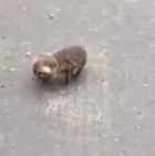 Part2 Animals Rescue #dogrescue #rescuedog #dogsofttiktok #foryoupage #foryou #dogs