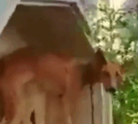 Part2 Animals Rescue #dogrescue #rescuedog #dogsofttiktok #foryoupage #foryou #dogs