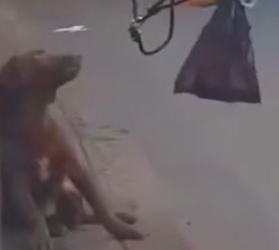 Part2 Animals Rescue #dogrescue #rescuedog #dogsofttiktok #foryoupage #foryou #dogs