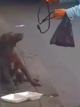 Part2 Animals Rescue #dogrescue #rescuedog #dogsofttiktok #foryoupage #foryou #dogs