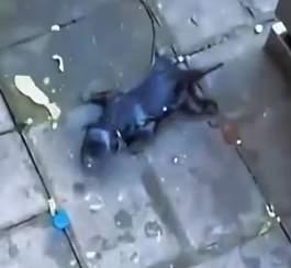 Part2 Animals Rescue #dogrescue #rescuedog #dogsofttiktok #foryoupage #foryou #dogs