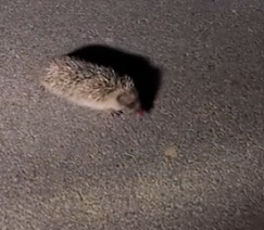 Part2 Animals Rescue #dogrescue #rescuedog #dogsofttiktok #foryoupage #foryou #dogs