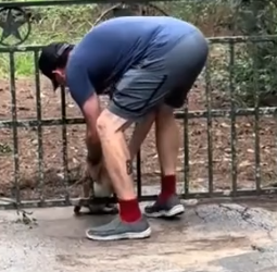 Part2 Animals Rescue #dogrescue #rescuedog #dogsofttiktok #foryoupage #foryou #dogs