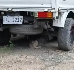 Part2 Animals Rescue #dogrescue #rescuedog #dogsofttiktok #foryoupage #foryou #dogs