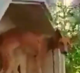 Part2 Animals Rescue #dogrescue #rescuedog #dogsofttiktok #foryoupage #foryou #dogs