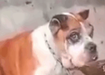 Part2 Animals Rescue #dogrescue #rescuedog #dogsofttiktok #foryoupage #foryou #dogs