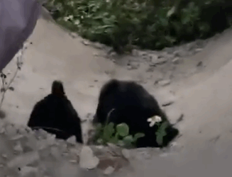 Part2 Animals Rescue #dogrescue #rescuedog #dogsofttiktok #foryoupage #foryou #dogs