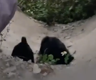 Part2 Animals Rescue #dogrescue #rescuedog #dogsofttiktok #foryoupage #foryou #dogs