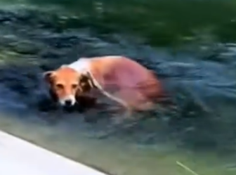 Part2 Animals Rescue #dogrescue #rescuedog #dogsofttiktok #foryoupage #foryou #dogs