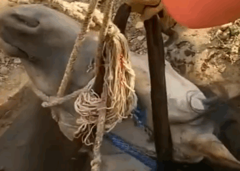 Part2 Animals Rescue #dogrescue #rescuedog #dogsofttiktok #foryoupage #foryou #dogs