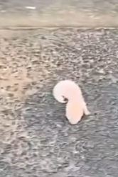 Part2 Animals Rescue #dogrescue #rescuedog #dogsofttiktok #foryoupage #foryou #dogs