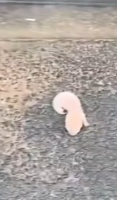 Part2 Animals Rescue #dogrescue #rescuedog #dogsofttiktok #foryoupage #foryou #dogs