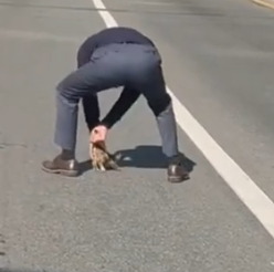 Part2 Animals Rescue #dogrescue #rescuedog #dogsofttiktok #foryoupage #foryou #dogs