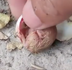 Part2 Animals Rescue #dogrescue #rescuedog #dogsofttiktok #foryoupage #foryou #dogs