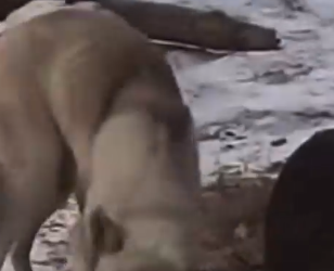 Part2 Animals Rescue #dogrescue #rescuedog #dogsofttiktok #foryoupage #foryou #dogs