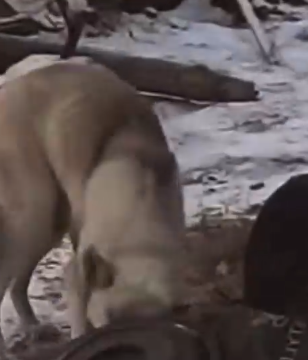 Part2 Animals Rescue #dogrescue #rescuedog #dogsofttiktok #foryoupage #foryou #dogs