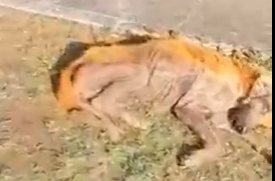 Part2 Animals Rescue #dogrescue #rescuedog #dogsofttiktok #foryoupage #foryou #dogs