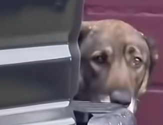 Part2 Animals Rescue #dogrescue #rescuedog #dogsofttiktok #foryoupage #foryou #dogs