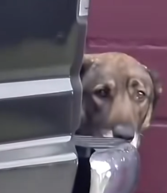 Part2 Animals Rescue #dogrescue #rescuedog #dogsofttiktok #foryoupage #foryou #dogs