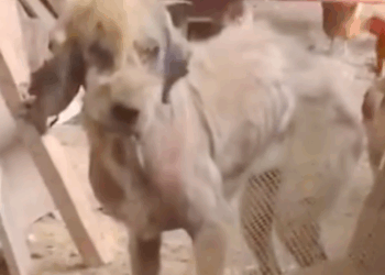 Part2 Animals Rescue #dogrescue #rescuedog #dogsofttiktok #foryoupage #foryou #dogs