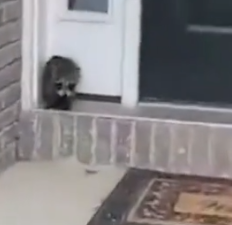 Part2 Animals Rescue #dogrescue #rescuedog #dogsofttiktok #foryoupage #foryou #dogs