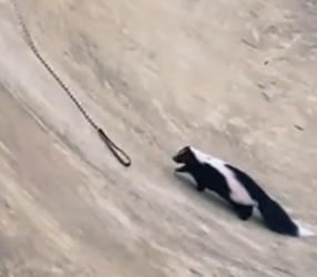 Part2 Animals Rescue #dogrescue #rescuedog #dogsofttiktok #foryoupage #foryou #dogs