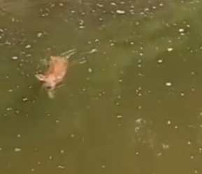 Part2 Animals Rescue #dogrescue #rescuedog #dogsofttiktok #foryoupage #foryou #dogs