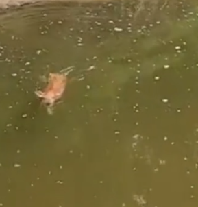 Part2 Animals Rescue #dogrescue #rescuedog #dogsofttiktok #foryoupage #foryou #dogs