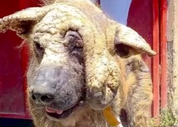 Part2 Animals Rescue #dogrescue #rescuedog #dogsofttiktok #foryoupage #foryou #dogs