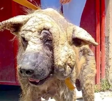 Part2 Animals Rescue #dogrescue #rescuedog #dogsofttiktok #foryoupage #foryou #dogs