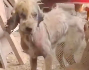 Part2 Animals Rescue #dogrescue #rescuedog #dogsofttiktok #foryoupage #foryou #dogs