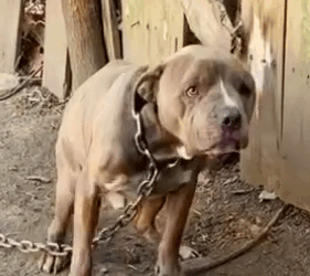 Part2 Animals Rescue #dogrescue #rescuedog #dogsofttiktok #foryoupage #foryou #dogs