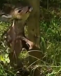 Part2 Animals Rescue #dogrescue #rescuedog #dogsofttiktok #foryoupage #foryou #dogs