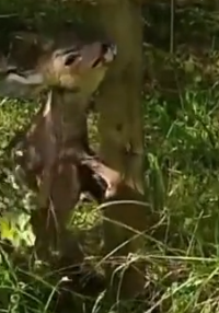 Part2 Animals Rescue #dogrescue #rescuedog #dogsofttiktok #foryoupage #foryou #dogs