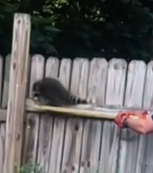 Part2 Animals Rescue #dogrescue #rescuedog #dogsofttiktok #foryoupage #foryou #dogs