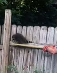 Part2 Animals Rescue #dogrescue #rescuedog #dogsofttiktok #foryoupage #foryou #dogs