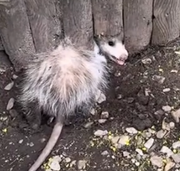 Part2 Animals Rescue #dogrescue #rescuedog #dogsofttiktok #foryoupage #foryou #dogs