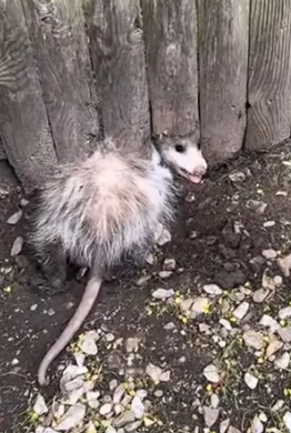 Part2 Animals Rescue #dogrescue #rescuedog #dogsofttiktok #foryoupage #foryou #dogs