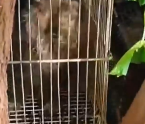 Part2 Animals Rescue #dogrescue #rescuedog #dogsofttiktok #foryoupage #foryou #dogs