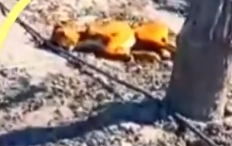 Part2 Animals Rescue #dogrescue #rescuedog #dogsofttiktok #foryoupage #foryou #dogs