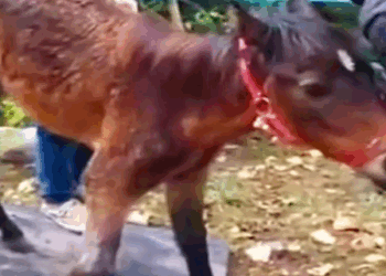 Part2 Animals Rescue #dogrescue #rescuedog #dogsofttiktok #foryoupage #foryou #dogs