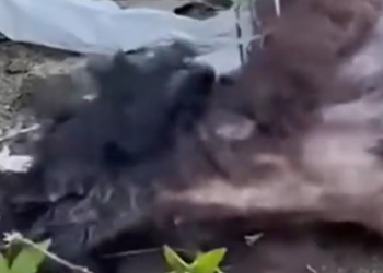 Part2 Animals Rescue #dogrescue #rescuedog #dogsofttiktok #foryoupage #foryou #dogs