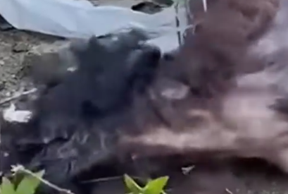 Part2 Animals Rescue #dogrescue #rescuedog #dogsofttiktok #foryoupage #foryou #dogs