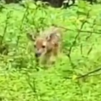 Part2 Animals Rescue #dogrescue #rescuedog #dogsofttiktok #foryoupage #foryou #dogs