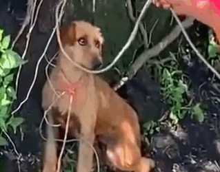 Part2 Animals Rescue #dogrescue #rescuedog #dogsofttiktok #foryoupage #foryou #dogs