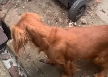 Part2 Animals Rescue #dogrescue #rescuedog #dogsofttiktok #foryoupage #foryou #dogs
