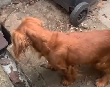 Part2 Animals Rescue #dogrescue #rescuedog #dogsofttiktok #foryoupage #foryou #dogs